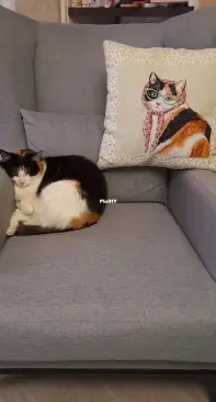 Dimensions Mama Cat