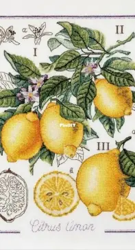 Alisena 1260 Botanical Battle - Lemon