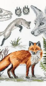 Marya Iskusnitsa 03.014.17 Zoology. Red fox